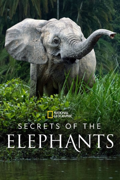 Download Secrets of the Elephants (Season 1) English Web Series 720p | 1080p WEB-DL Esub